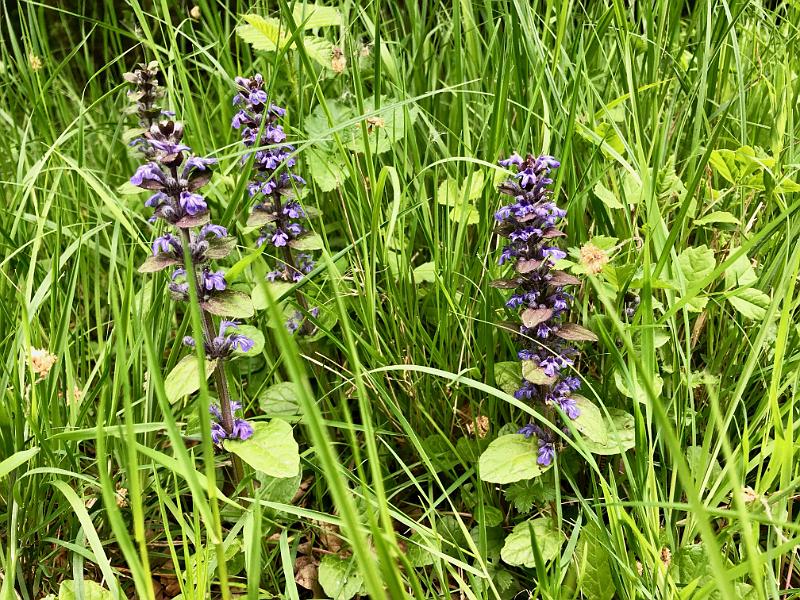 Maulden_Woods_Bedfordshire_Bugle